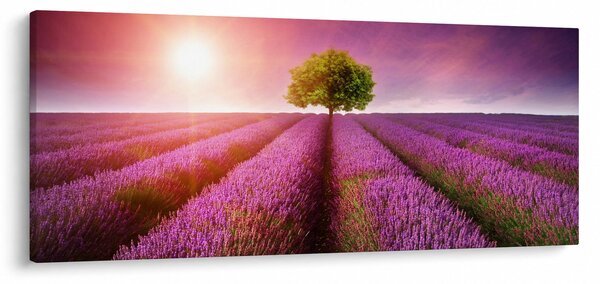 Obraz poľa s levanduľami (120x50 cm)
