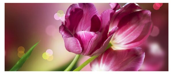 Obraz ružových tulipánov (120x50 cm)