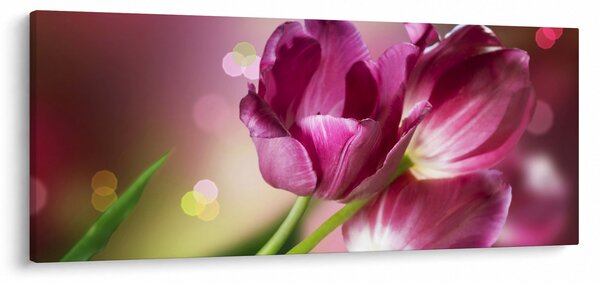 Obraz ružových tulipánov (120x50 cm)