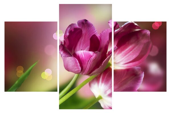 Obraz ružových tulipánov (90x60 cm)