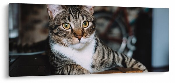 Obraz mačky (120x50 cm)
