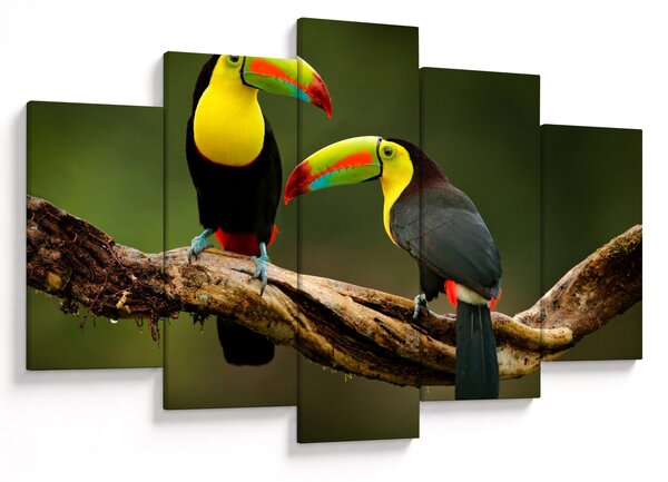 Obraz sediacich tukanov, Costa Rica (150x105 cm)