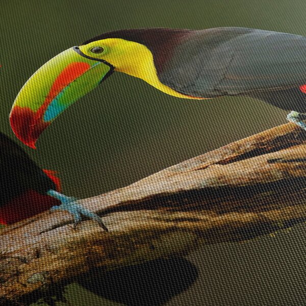 Obraz sediacich tukanov, Costa Rica (90x60 cm)