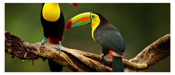 Obraz sediacich tukanov, Costa Rica (120x50 cm)
