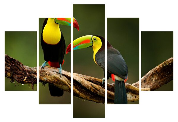 Obraz sediacich tukanov, Costa Rica (150x105 cm)