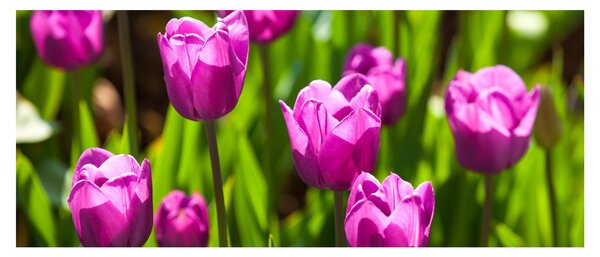 Obraz tulipánov na lúke (120x50 cm)