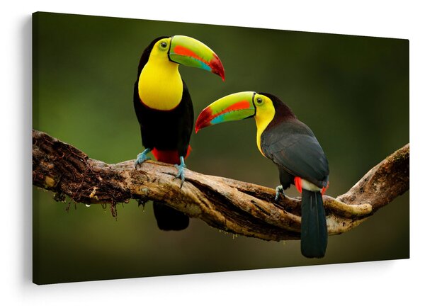 Obraz sediacich tukanov, Costa Rica (90x60 cm)