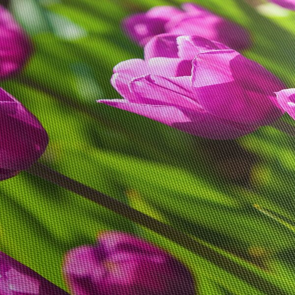 Obraz tulipánov na lúke (90x60 cm)