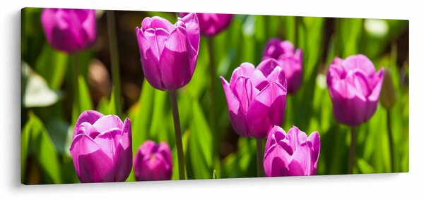Obraz tulipánov na lúke (120x50 cm)