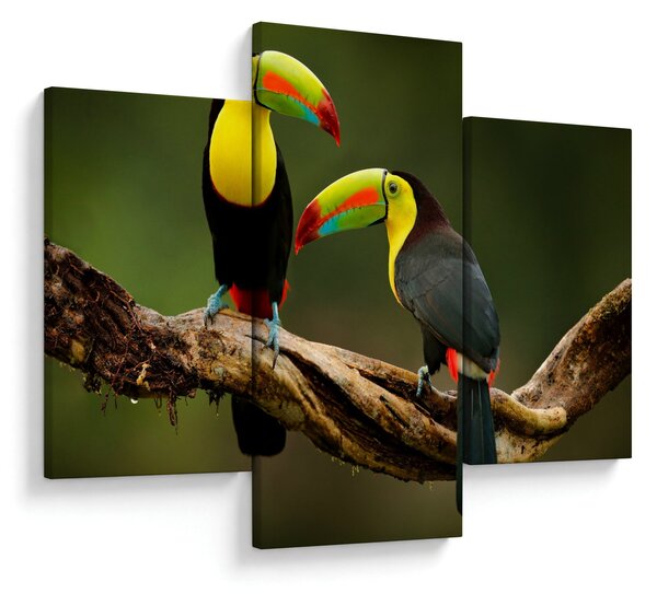 Obraz sediacich tukanov, Costa Rica (90x60 cm)