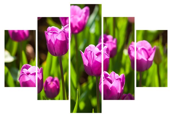 Obraz tulipánov na lúke (150x105 cm)