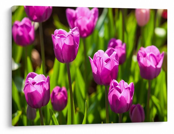 Obraz tulipánov na lúke (70x50 cm)