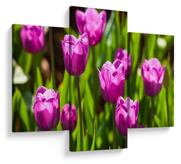 Obraz tulipánov na lúke (90x60 cm)