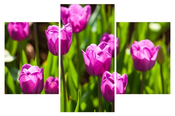 Obraz tulipánov na lúke (90x60 cm)