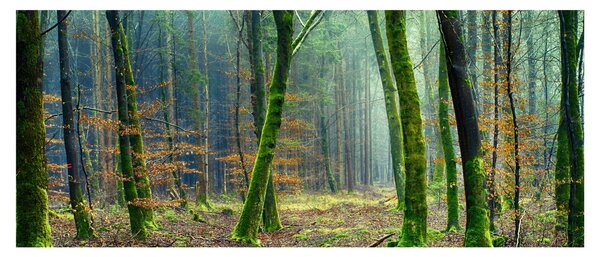 Obraz lesa (120x50 cm)