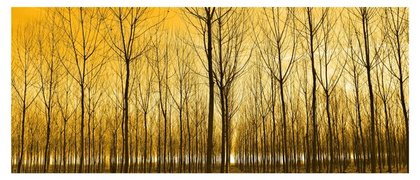 Obraz lesa pri západe slnka (120x50 cm)