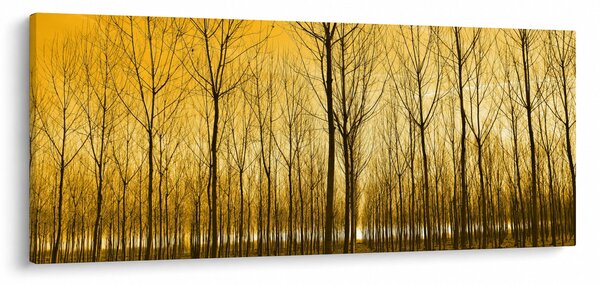 Obraz lesa pri západe slnka (120x50 cm)