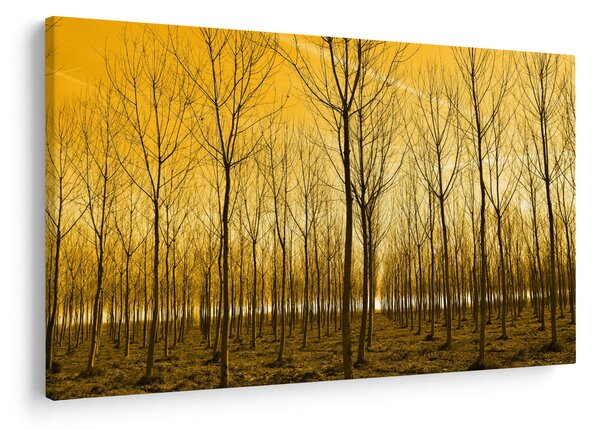 Obraz lesa pri západe slnka (90x60 cm)