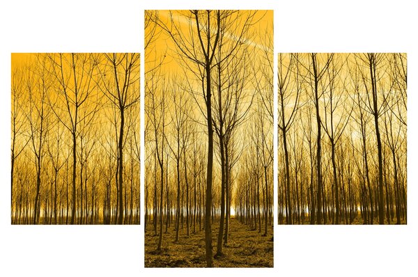 Obraz lesa pri západe slnka (90x60 cm)