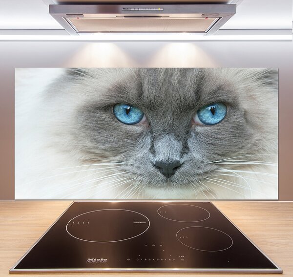 Panel lacobel Mačka modré oči pl-pksh-120x60-f-41430581