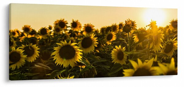 Obraz slnečnicového poľa (120x50 cm)