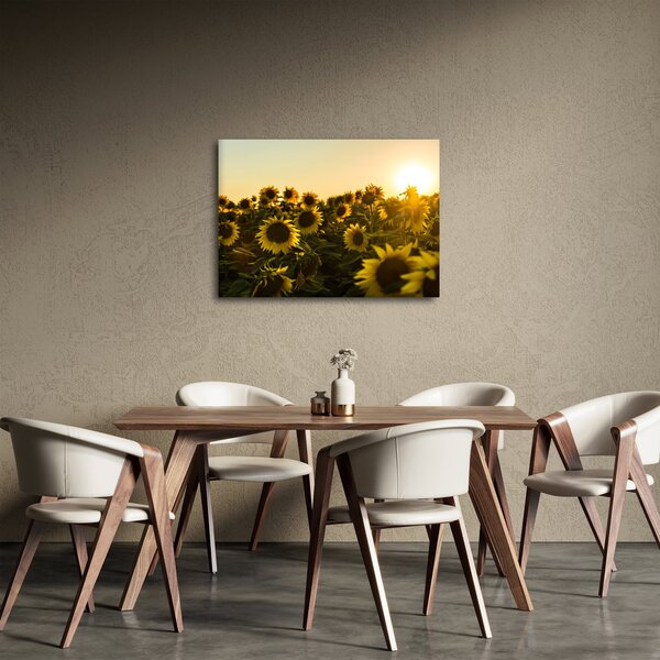 Obraz slnečnicového poľa (70x50 cm)