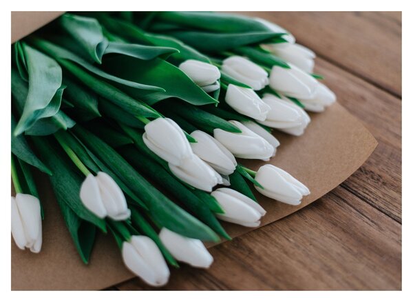 Obraz kytice bielych tulipánov (70x50 cm)