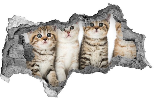 Diera 3D fototapeta nálepka Malé mačky nd-b-159885002