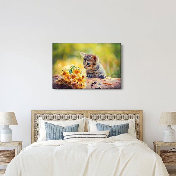 Obraz mačiatka pozerajúce sa na kvetinu (90x60 cm)