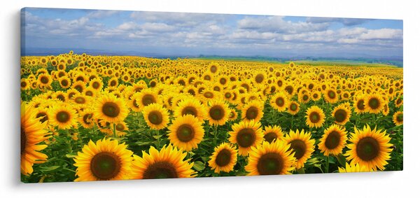 Obraz slnečnicového poľa (120x50 cm)