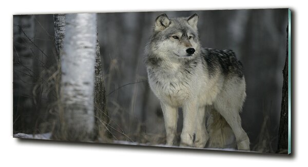 Foto obraz fotografie na skle Sivý vlk