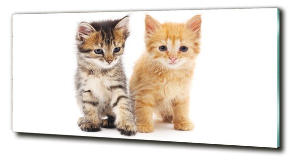 Foto-obraz sklo tvrdené Hnedá a červená mačka