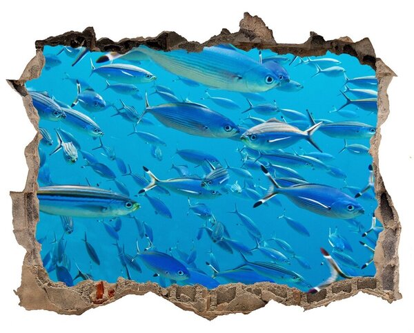 Díra 3D fototapeta nálepka Koralových rýb nd-k-39421860
