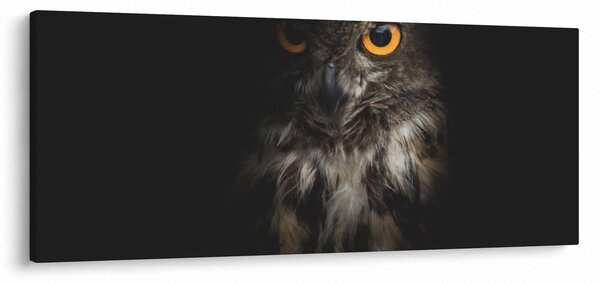 Obraz sovy (120x50 cm)