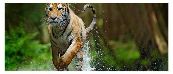 Obraz bežiaceho tigra (120x50 cm)