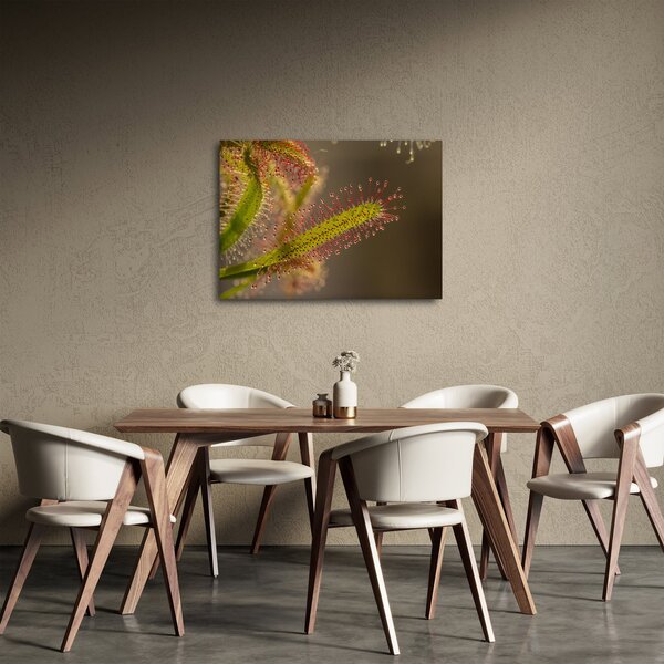 Obraz rastliny (70x50 cm)