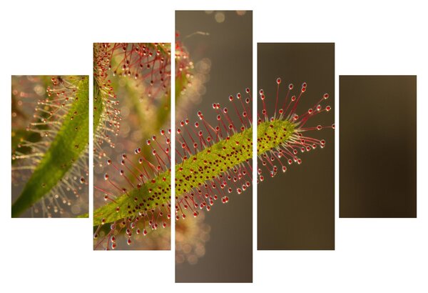 Obraz rastliny (150x105 cm)