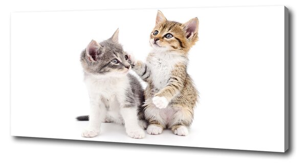 Foto obraz canvas Dve malé mačky pl-oc-125x50-f-120060855