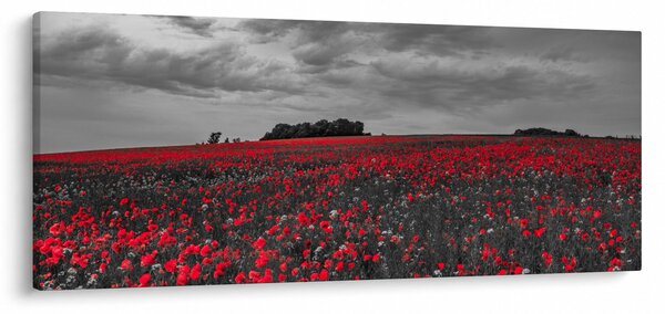 Obraz vlčích makov (120x50 cm)