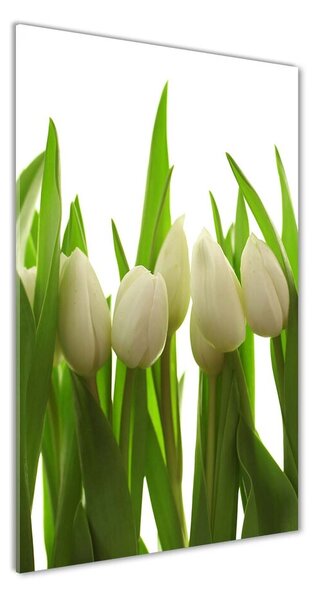 Fotoobraz na skle Biele tulipány pl-osh-50x100-f-40774671