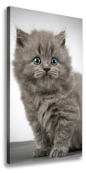 Foto obraz na plátne Sivá a britská mačka