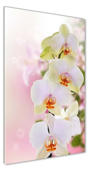Fotoobraz na skle Biela orchidea pl-osh-50x100-f-103974386