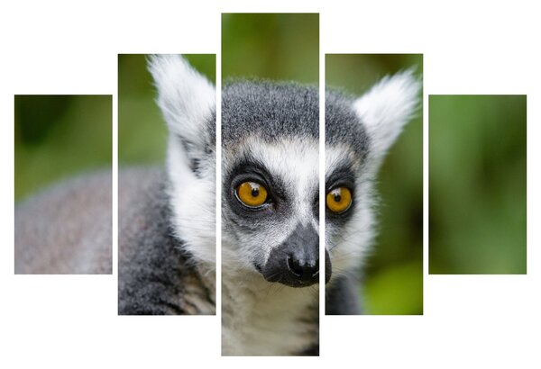 Obraz lemura (150x105 cm)