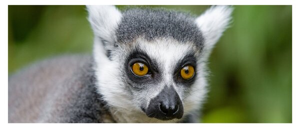 Obraz lemura (120x50 cm)
