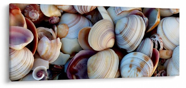 Obraz mušlí (120x50 cm)