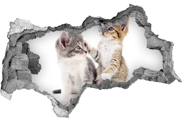 Diera 3D fototapeta nálepka Dve malé mačky nd-b-120060855