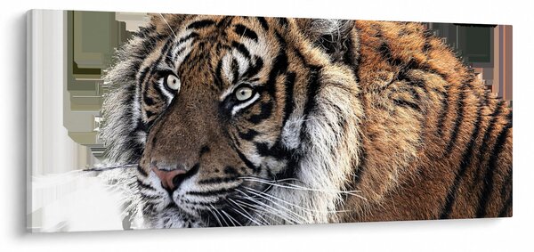 Obraz tigra (120x50 cm)