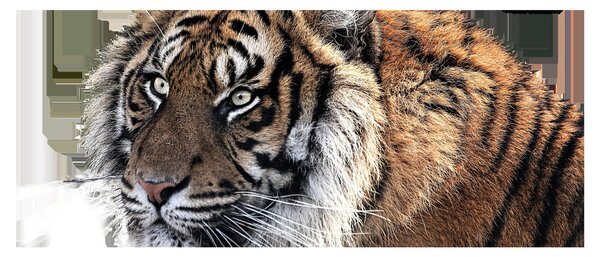 Obraz tigra (120x50 cm)