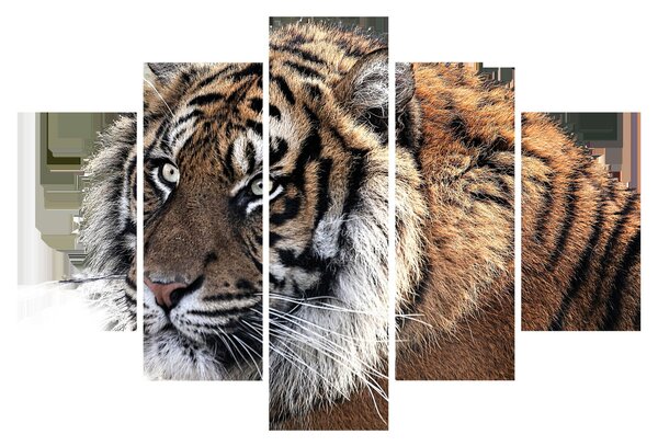 Obraz tigra (150x105 cm)
