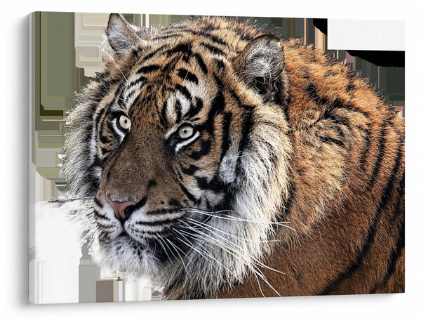 Obraz tigra (70x50 cm)